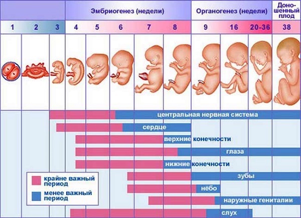 Внутриутробное развитие ребёнка по неделям беременности -
